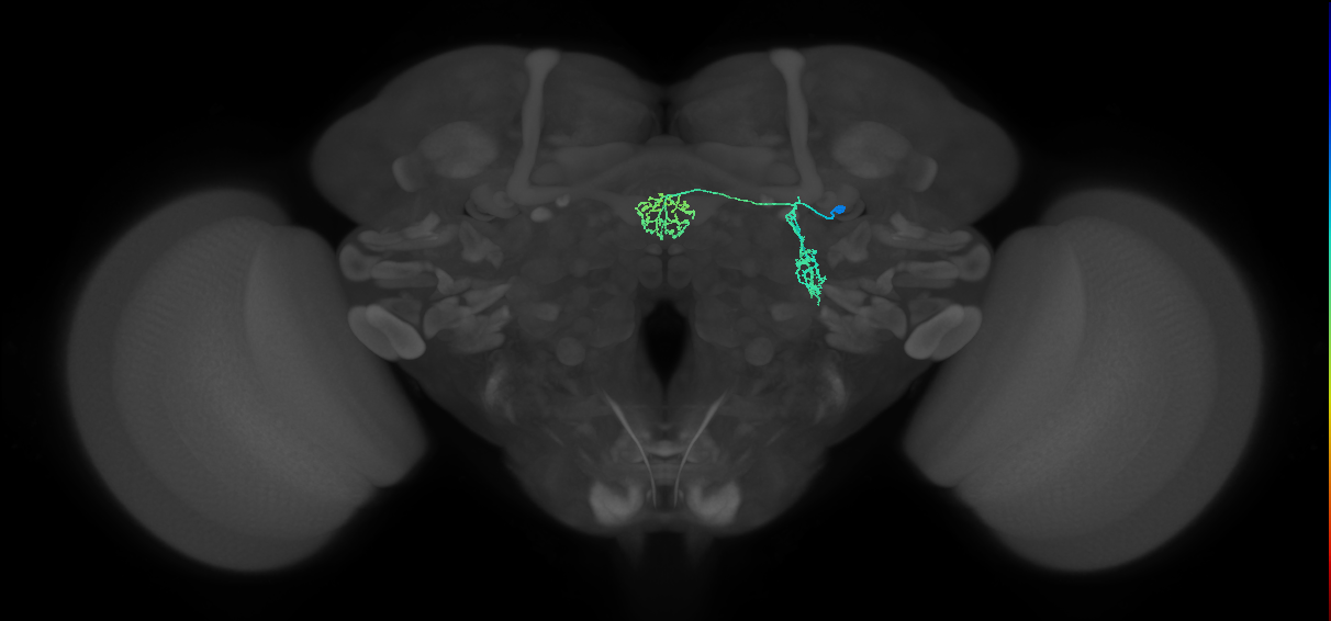 ER1_a(ring)_R (FlyEM-HB:1322466938)