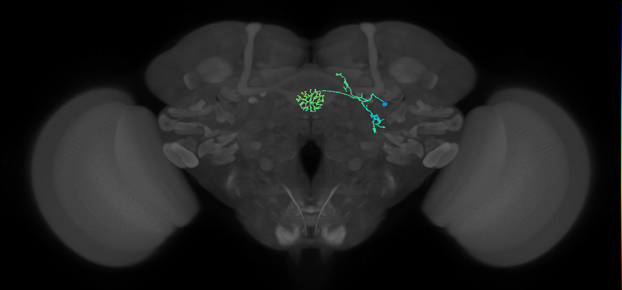 ER1_b(ring)_R (FlyEM-HB:1322137688)