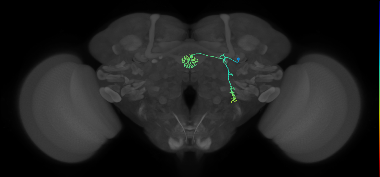 ER1_b(ring)_R (FlyEM-HB:1294082002)