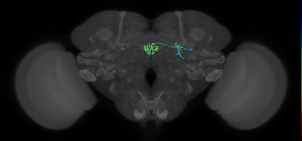 ER1_b(ring)_R (FlyEM-HB:1291094620)