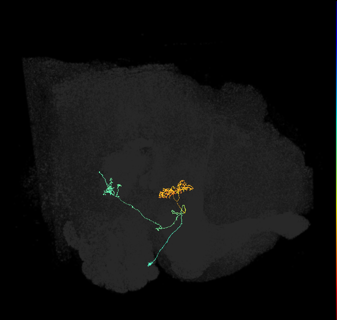ER1_b(ring)_R (FlyEM-HB:1291099014)