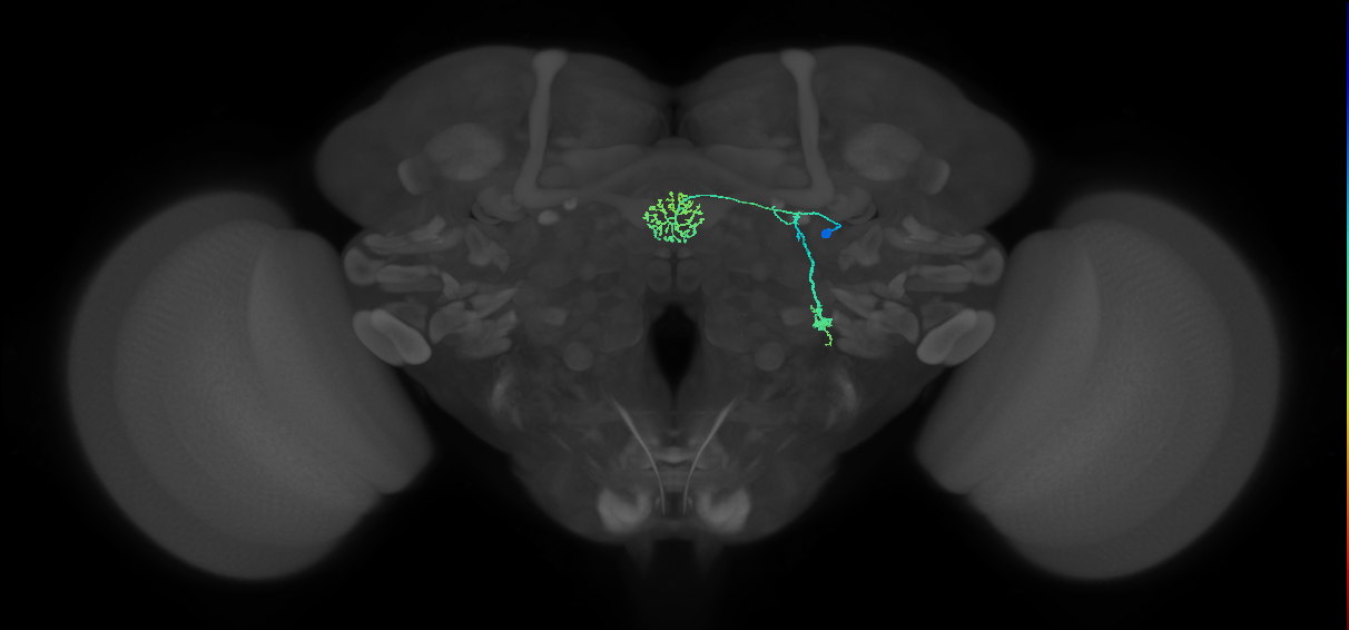 ER1_b(ring)_R (FlyEM-HB:1291099014)