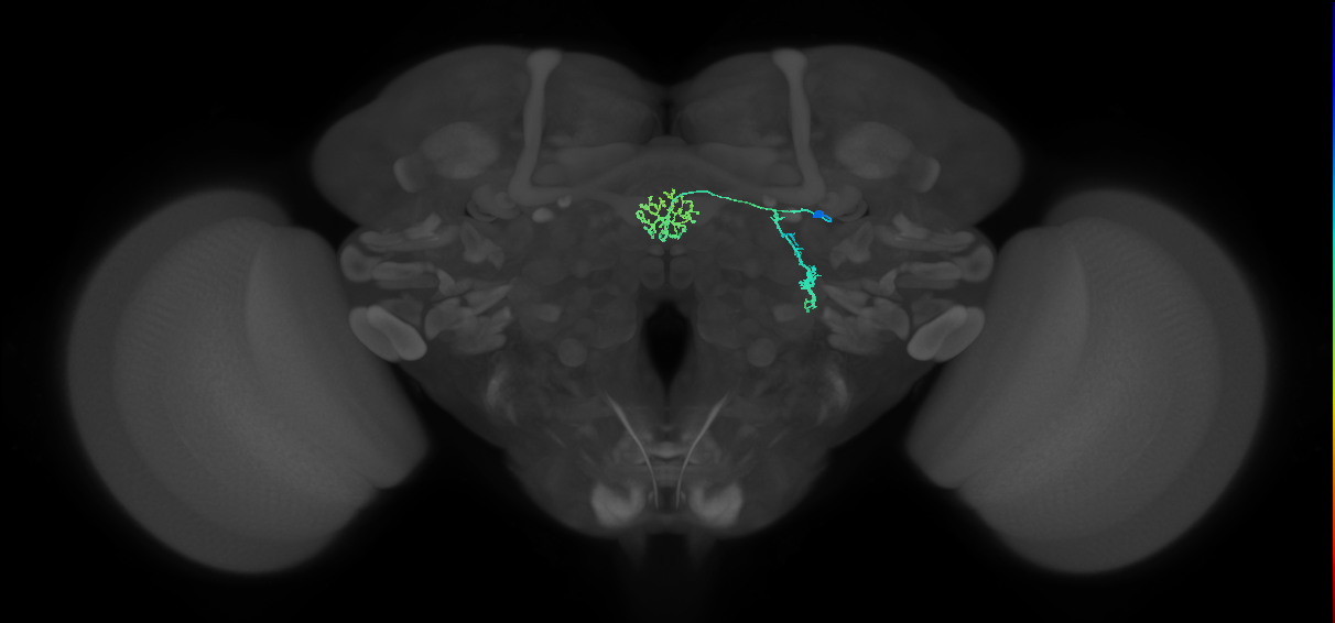 ER1_b(ring)_R (FlyEM-HB:1291435693)