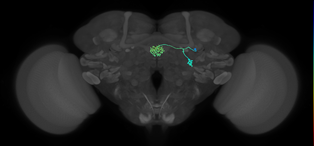 ER1_b(ring)_R (FlyEM-HB:1322129610)