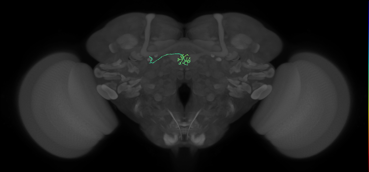 ER1_b(ring)_L (FlyEM-HB:1322142804)
