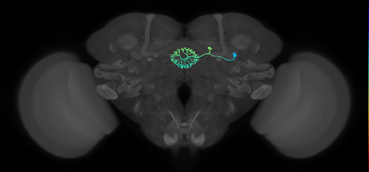 ER2_a(ring)_R (FlyEM-HB:1137219365)