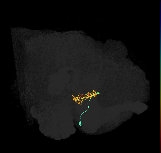 ER2_a(ring)_R (FlyEM-HB:1167563121)