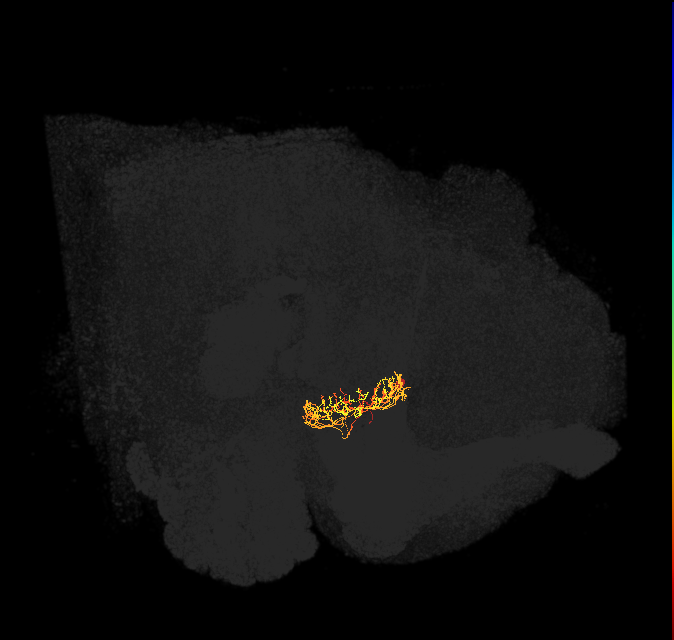 ER2_a(ring)_L (FlyEM-HB:1198680122)