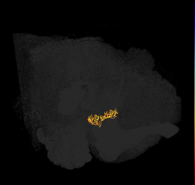 ER2_a(ring)_L (FlyEM-HB:5813047446)