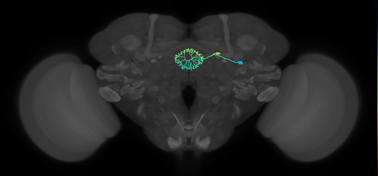 ER2_a(ring)_R (FlyEM-HB:1198257581)