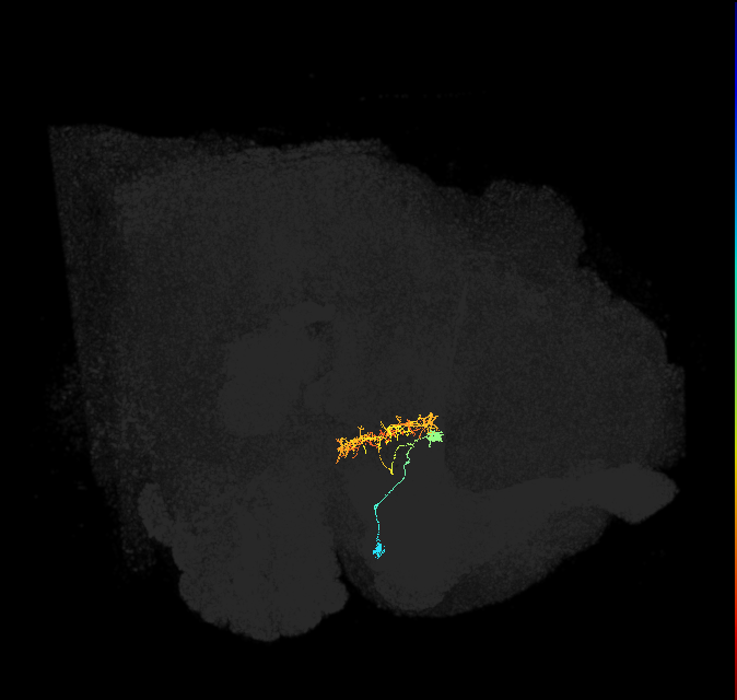 ER2_b(ring)_R (FlyEM-HB:1229369776)