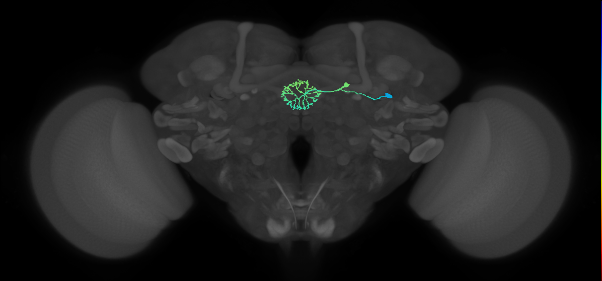 ER2_b(ring)_R (FlyEM-HB:1229369776)