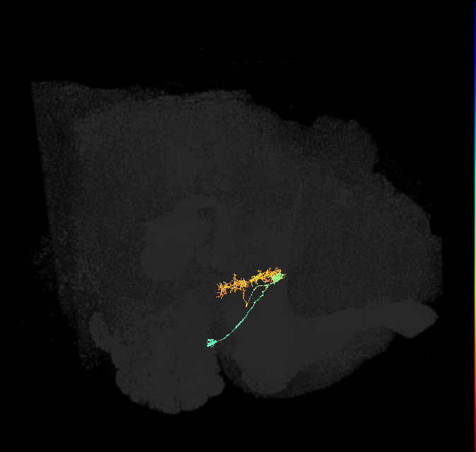 ER2_b(ring)_R (FlyEM-HB:5813077556)