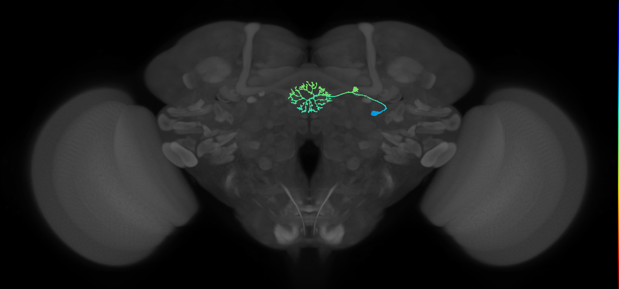 ER2_b(ring)_R (FlyEM-HB:5813077556)