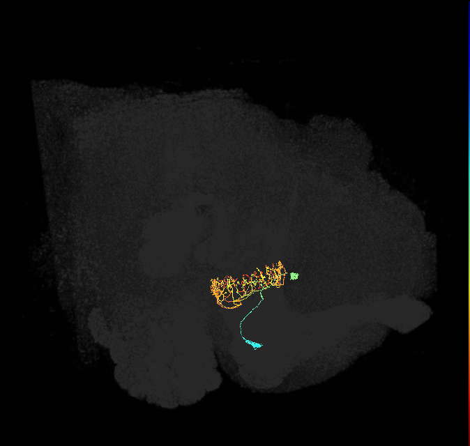 ER2_c(ring)_R (FlyEM-HB:1105834722)