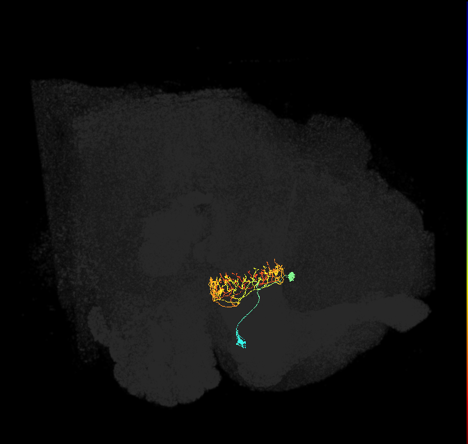ER2_c(ring)_R (FlyEM-HB:1136861363)