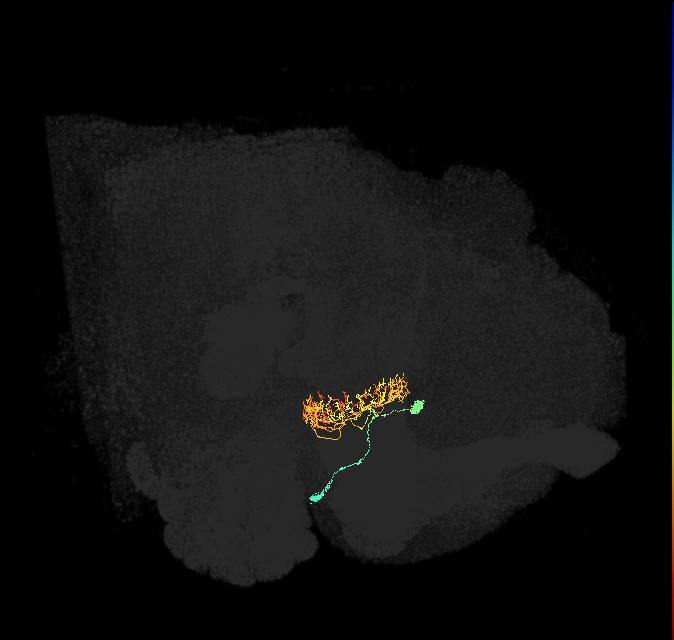 ER2_c(ring)_R (FlyEM-HB:5813047647)