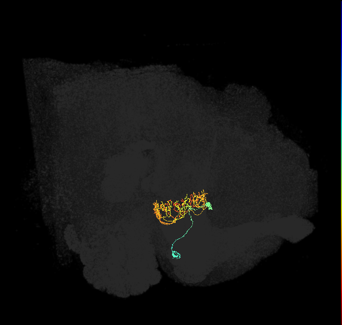 ER2_c(ring)_R (FlyEM-HB:1168241257)