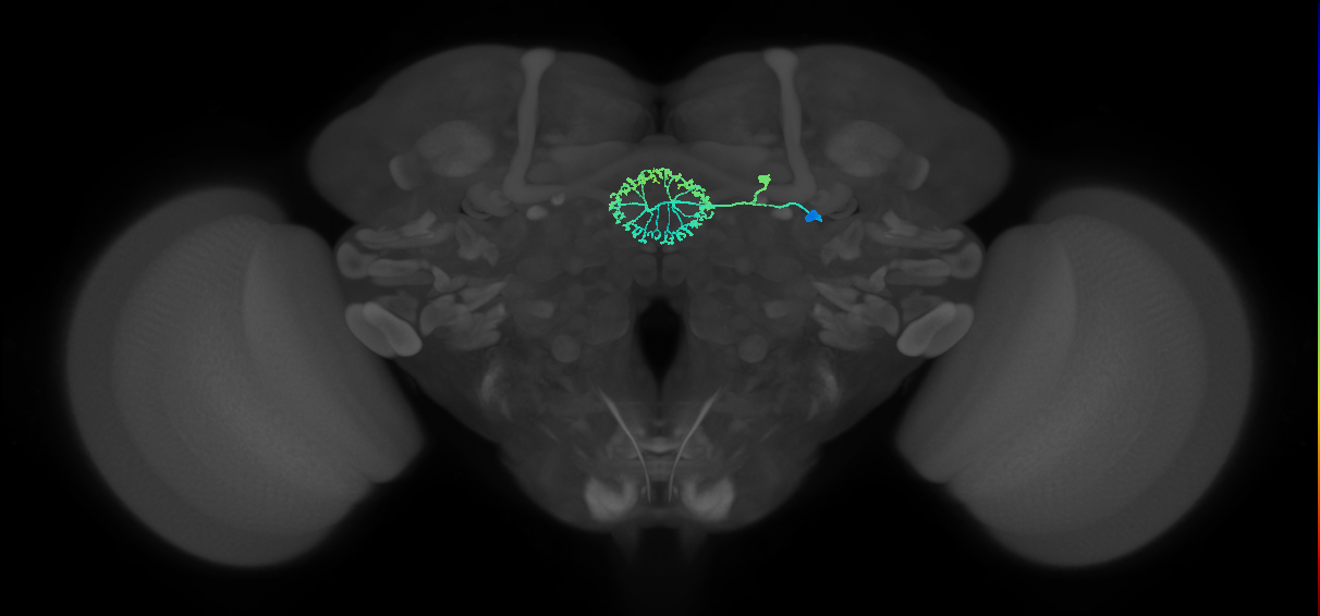 ER2_c(ring)_R (FlyEM-HB:5813048896)