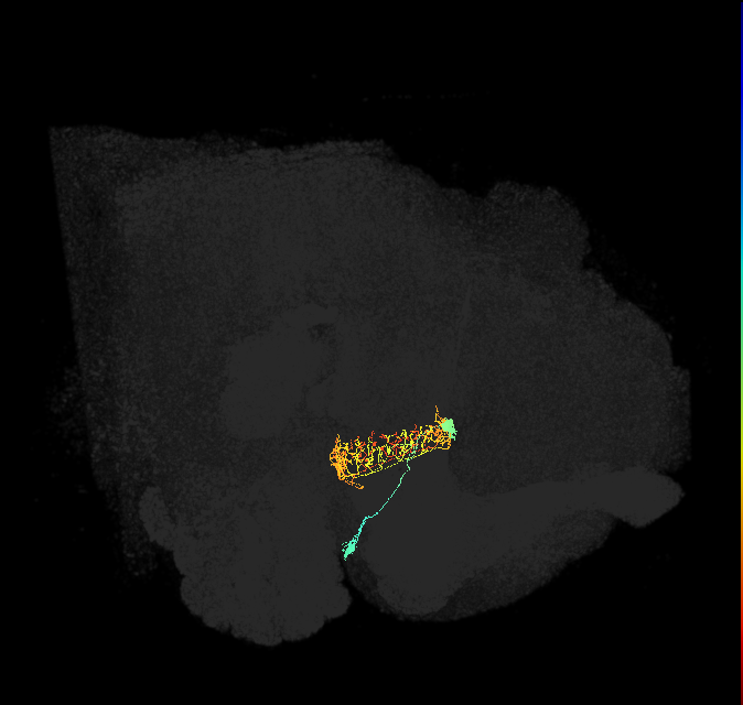 ER2_c(ring)_R (FlyEM-HB:1167896065)