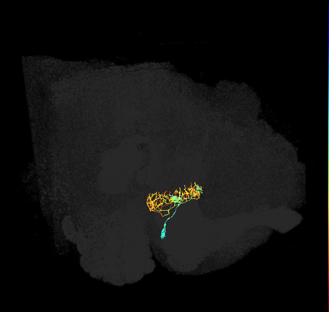 ER2_c(ring)_R (FlyEM-HB:1167645658)