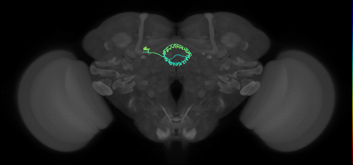 ER2_c(ring)_L (FlyEM-HB:1198667367)