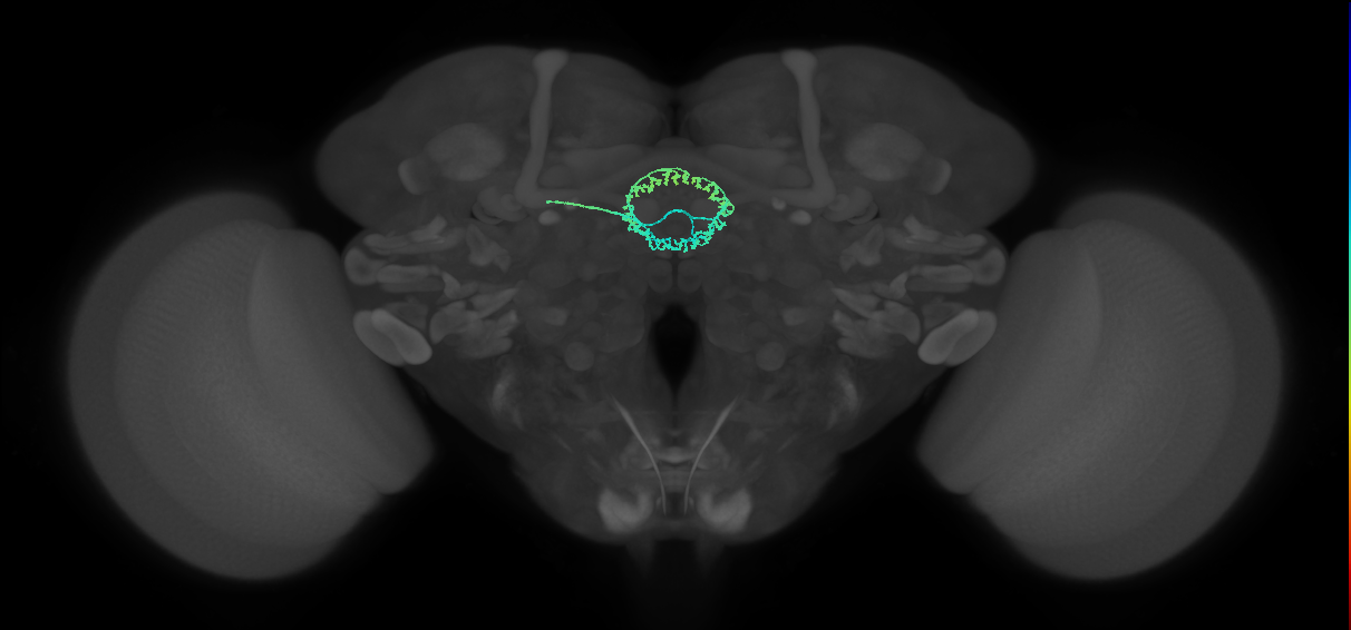 ER2_c(ring)_L (FlyEM-HB:1199712167)