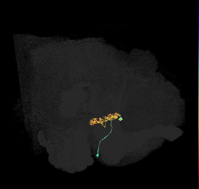 ER2_d(ring)_R (FlyEM-HB:1168249921)