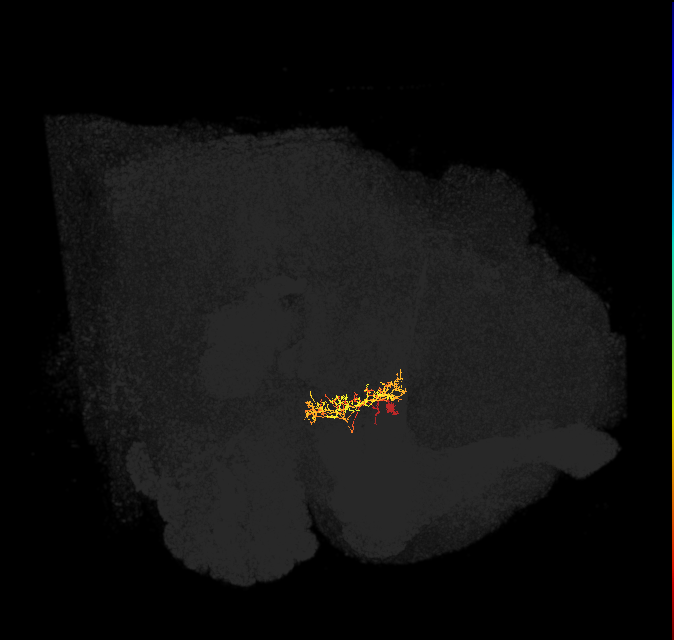 ER2_d(ring)_L (FlyEM-HB:1198680441)