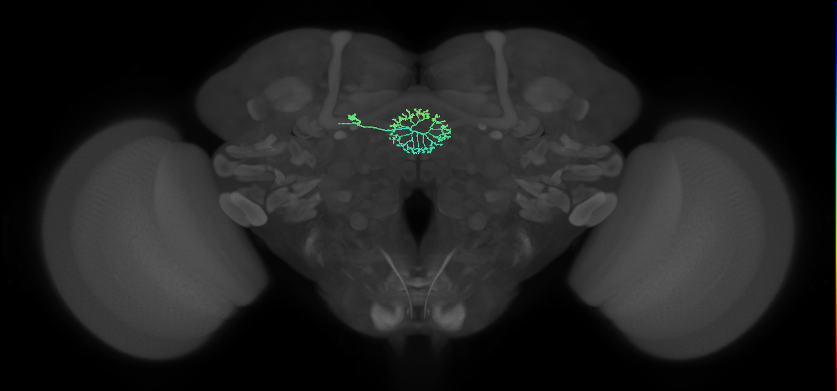 ER2_d(ring)_L (FlyEM-HB:1198680441)