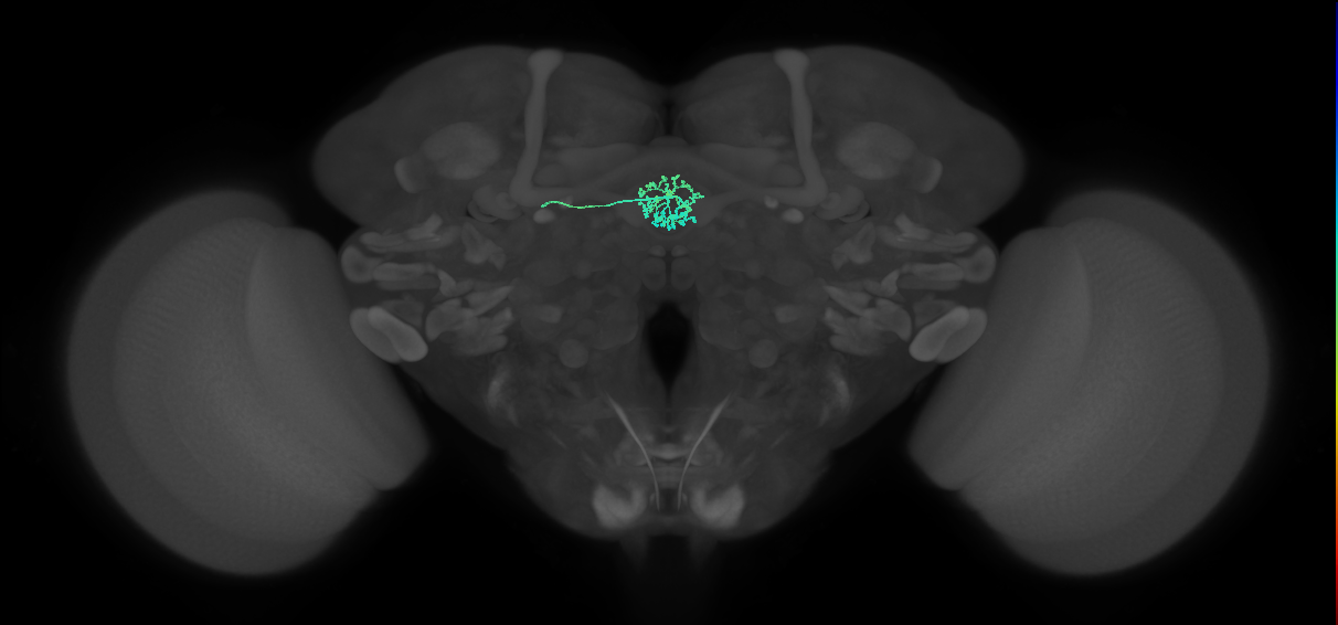 ER3a_a(ring)_L (FlyEM-HB:1261764557)