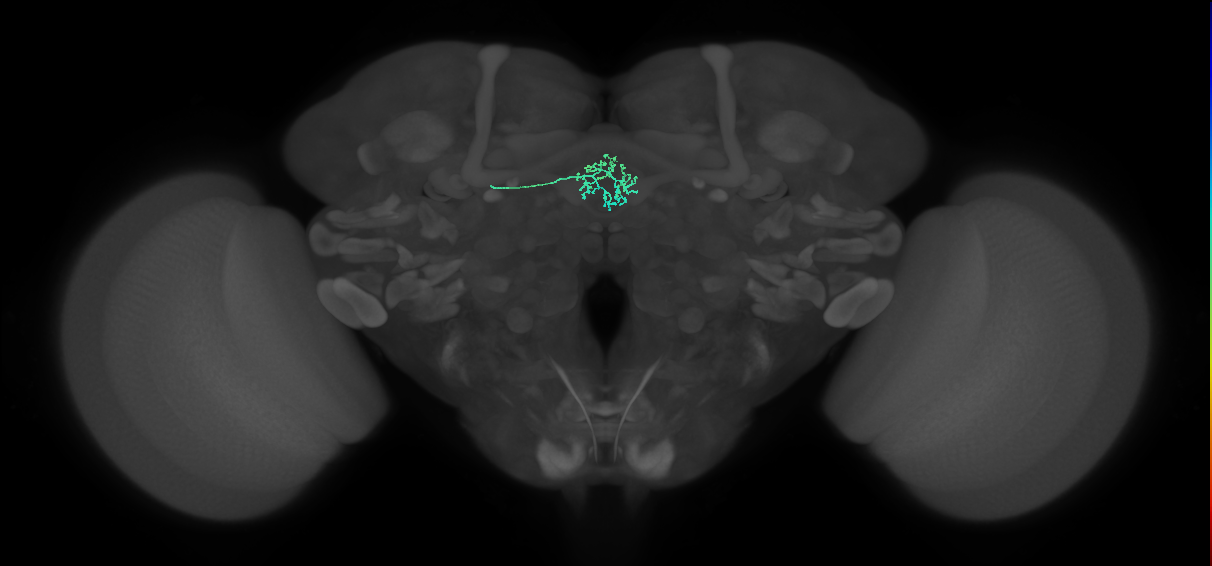 ER3a_a(ring)_L (FlyEM-HB:5813080269)