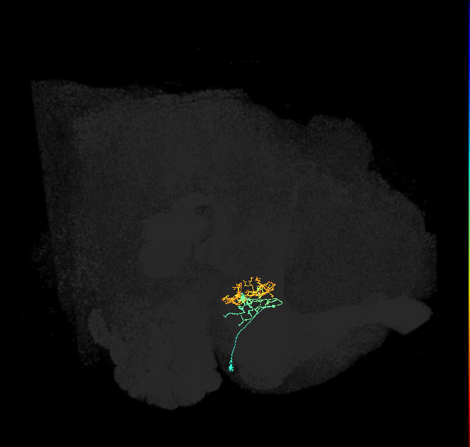 ER3a_b(ring)_R (FlyEM-HB:1231675708)