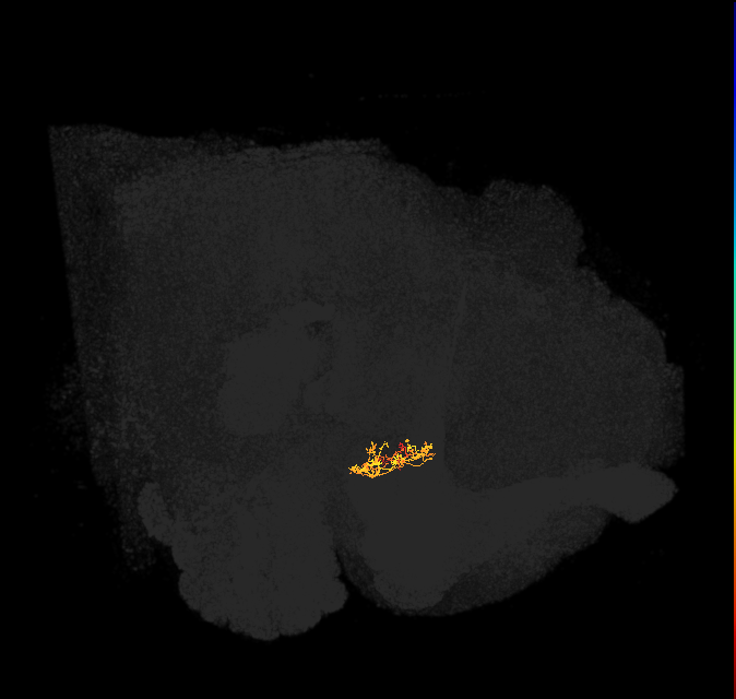 ER3a_b(ring)_L (FlyEM-HB:1261760230)