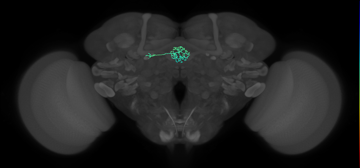 ER3a_b(ring)_L (FlyEM-HB:1261773006)