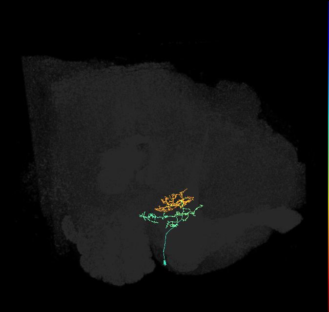 ER3a_c(ring)_R (FlyEM-HB:1169260589)