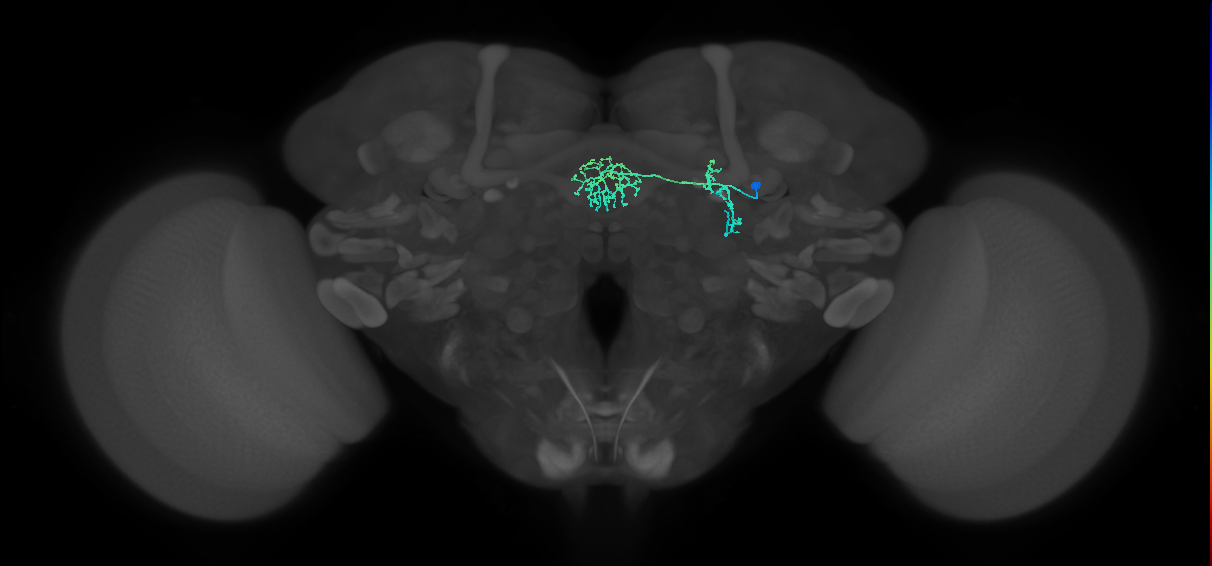 ER3a_c(ring)_R (FlyEM-HB:1169260589)