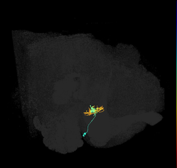 ER3a_d(ring)_R (FlyEM-HB:1261760414)