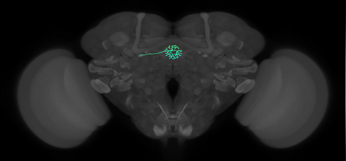 ER3a_d(ring)_L (FlyEM-HB:1261773330)