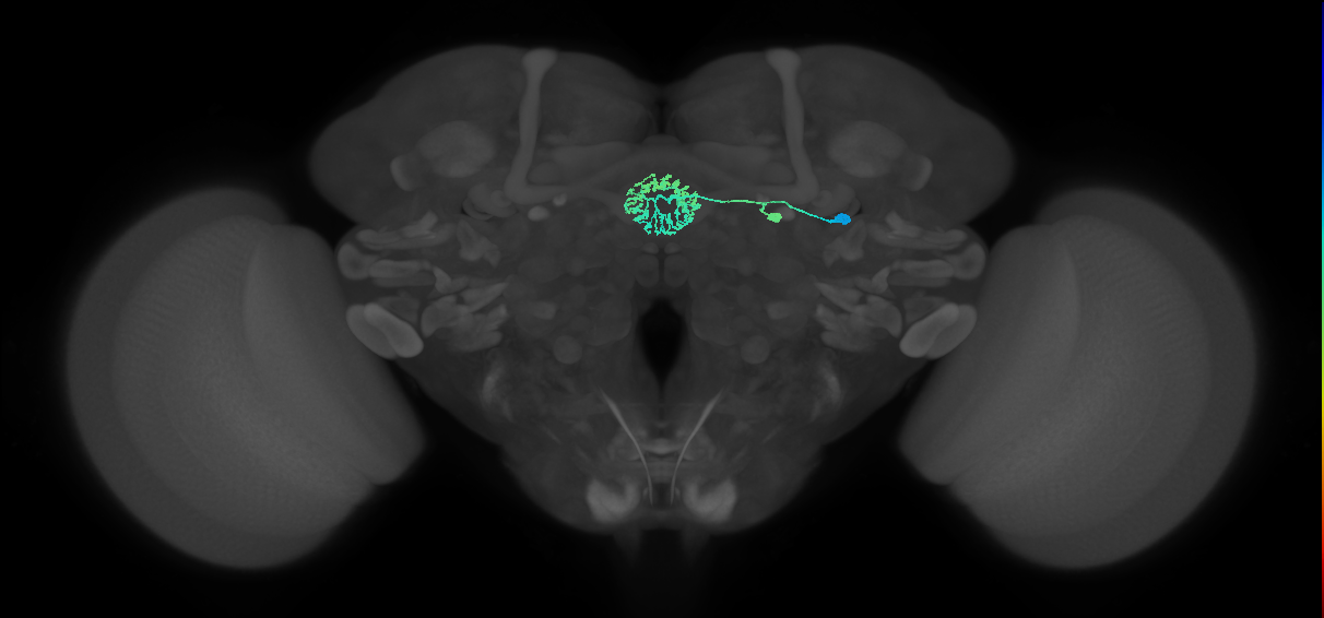 ER3d_a(ring)_R (FlyEM-HB:1261423370)