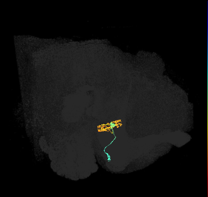 ER3d_a(ring)_R (FlyEM-HB:1261436508)