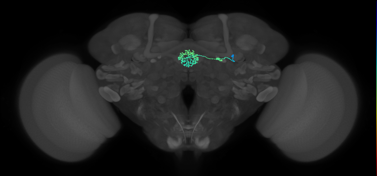 ER3d_a(ring)_R (FlyEM-HB:1261436508)