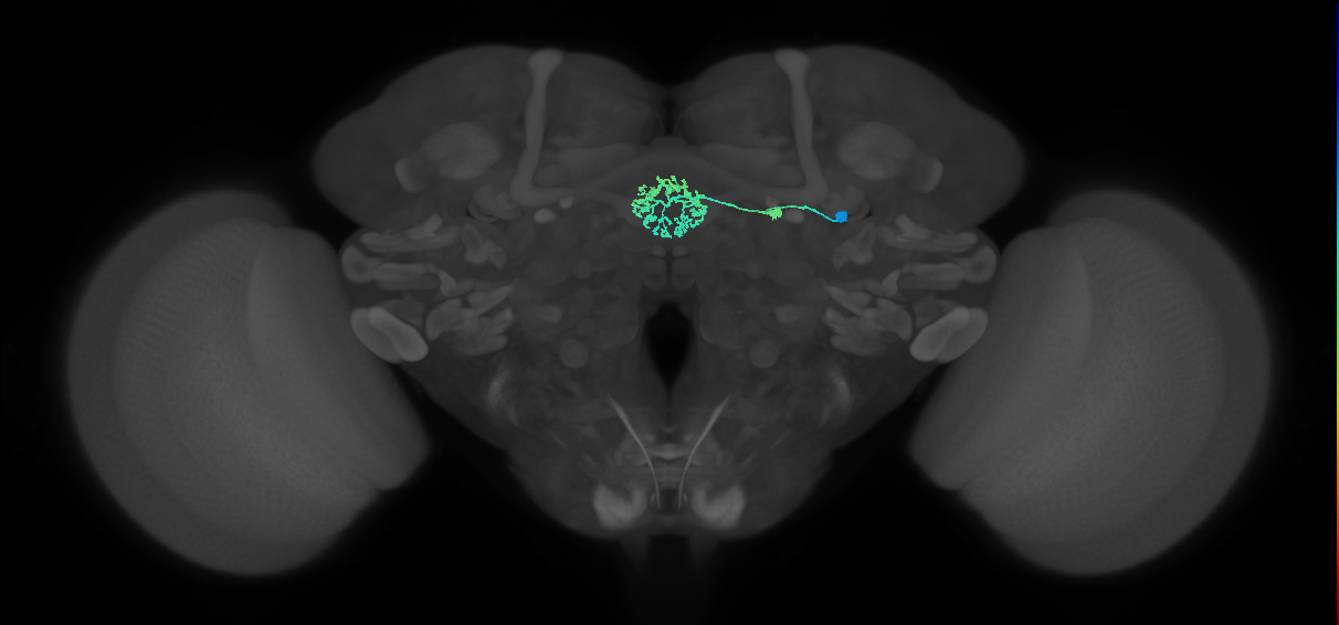 ER3d_a(ring)_R (FlyEM-HB:1261086756)