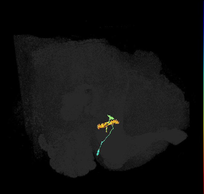 ER3d_b(ring)_R (FlyEM-HB:1261427885)