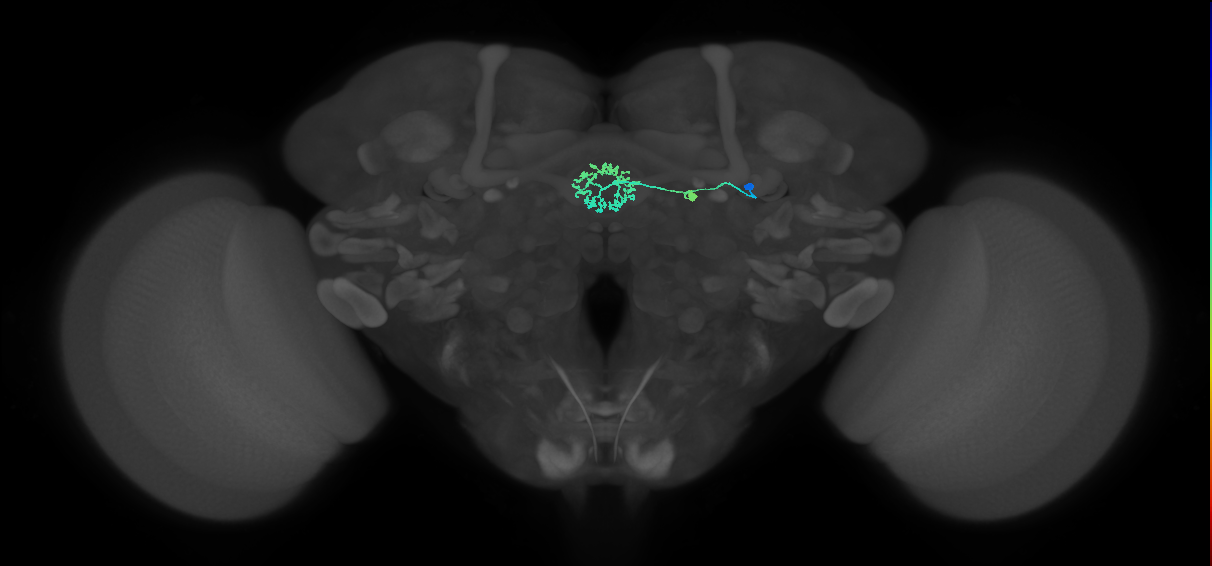 ER3d_b(ring)_R (FlyEM-HB:1261432158)