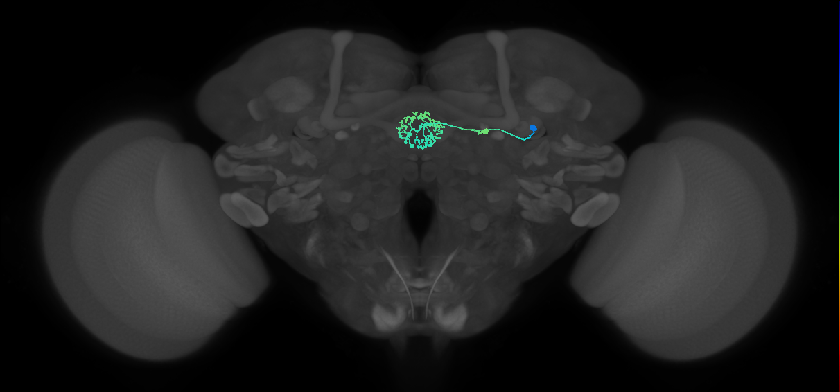 ER3d_c(ring)_R (FlyEM-HB:1261419142)