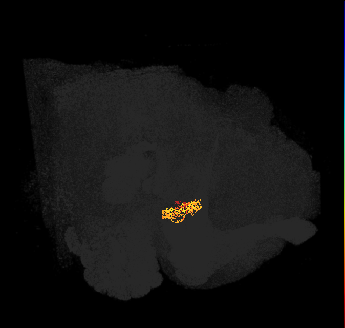 ER3d_c(ring)_L (FlyEM-HB:1261086823)