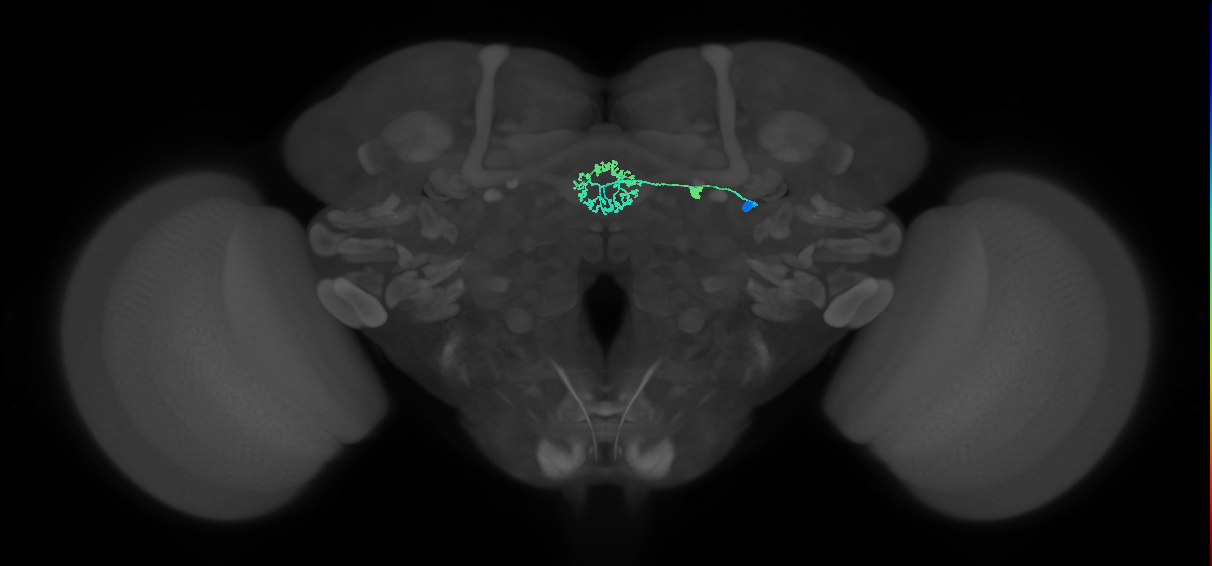 ER3d_c(ring)_R (FlyEM-HB:1261423507)