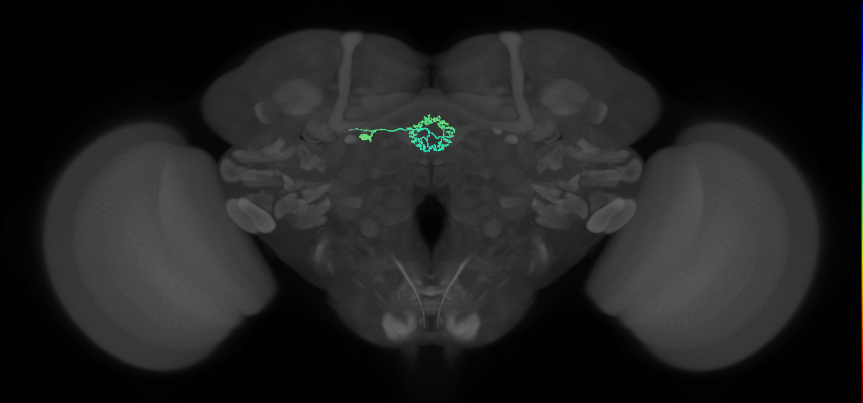 ER3d_d(ring)_L (FlyEM-HB:1261432052)