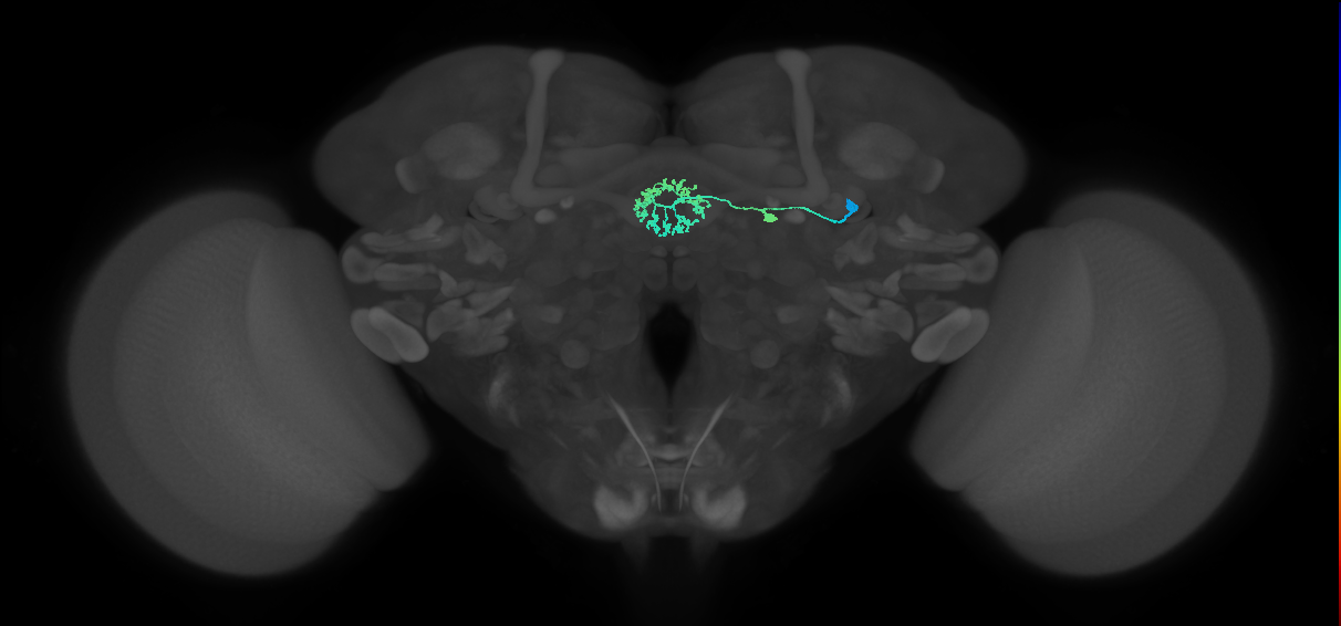 ER3d_d(ring)_R (FlyEM-HB:1261773304)